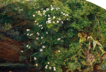 Les roses silvestres floreixen damunt del seu cos flotant.